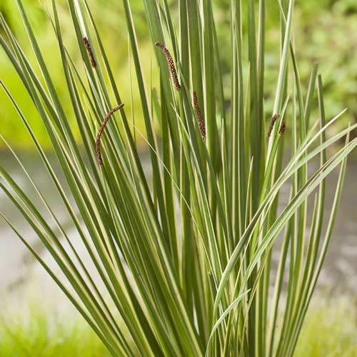 Tatarak interface.image 1 interface.art 9555