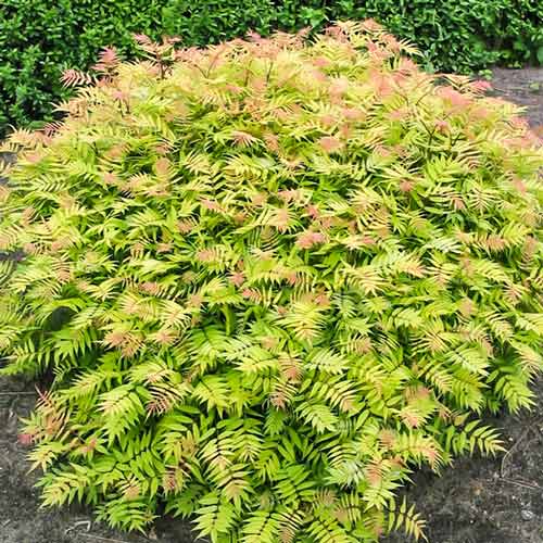 Tawlina jarzębolistna Sem interface.image 1 interface.art 9546