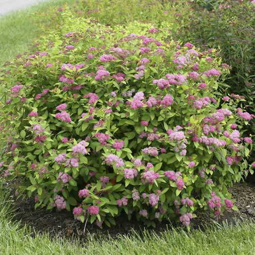 Tawuła Double Play Big Bang ®, С3 interface.image 1 interface.art 8582