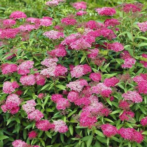 Tawuła japońska Anthony Waterer interface.image 1 interface.art 4811