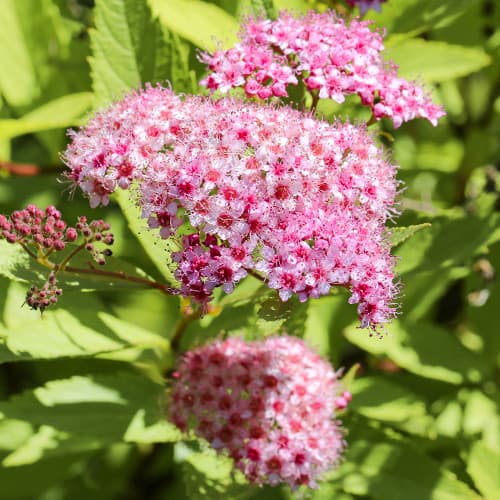 Tawuła japońska Crispa interface.art zdjęcie 1 Tawuła japońska Crispa interface.image 1 interface.art 2044