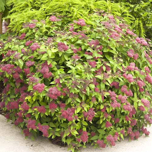 Tawuła japońska Dart's Red, C3 interface.image 1 interface.art 7729