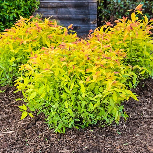 Tawuła japońska Gold Flame interface.image 1 interface.art 9098