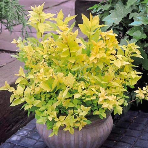 Tawuła japońska Gold Flame interface.image 2 interface.art 9098