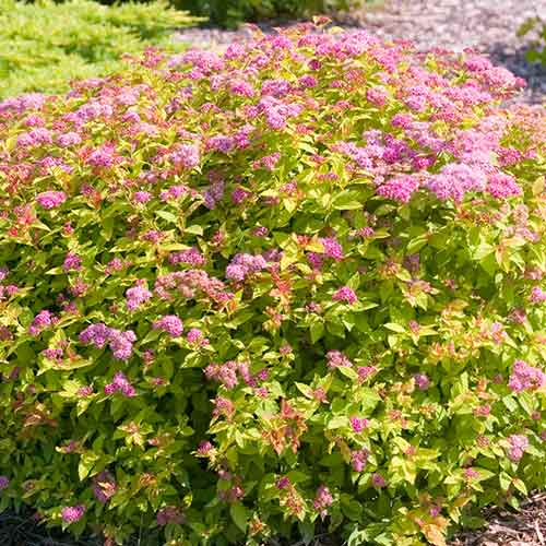 Tawuła japońska Golden Jack interface.image 1 interface.art 4478