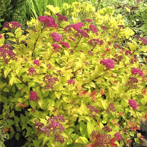 Tawuła japońska Golden Princess, C3 interface.art zdjęcie 1 Tawuła japońska Golden Princess, C3 interface.image 1 interface.art 7730