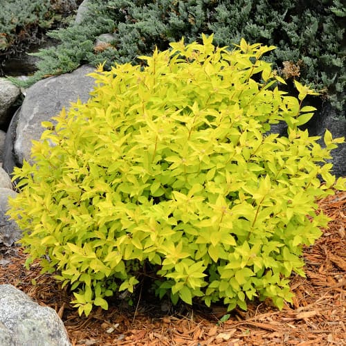 Tawuła japońska Goldmound interface.image 1 interface.art 2045