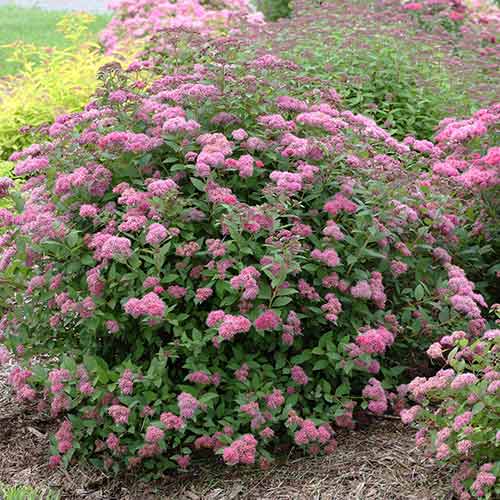 Tawuła japońska Neon Flash interface.image 1 interface.art 4812