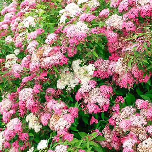 Tawuła japońska Shirobana interface.image 1 interface.art 4479