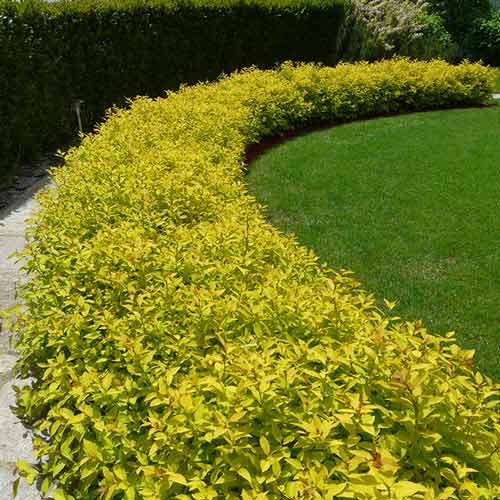 Tawuła japońska White Gold interface.image 1 interface.art 4480