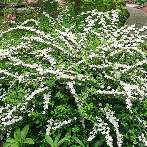 Tawuła nippońska Snowmound interface.image 1 interface.art 9193