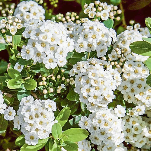 Tawuła nippońska Snowmound interface.image 2 interface.art 9193