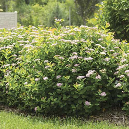 Tawuła Pink Sparkler PBR, С3 interface.image 1 interface.art 8579