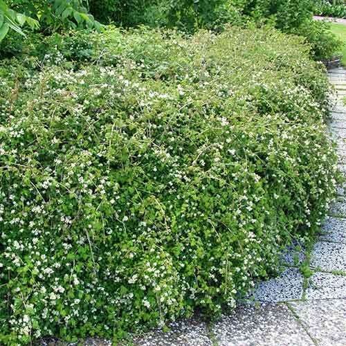 Tawulec pogięty Crispa interface.image 1 interface.art 4482