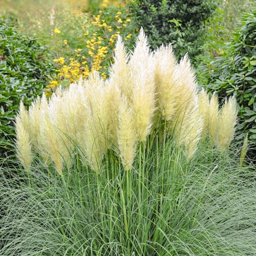 Trawa pampasowa Pumila, P9 interface.image 1 interface.art 5447