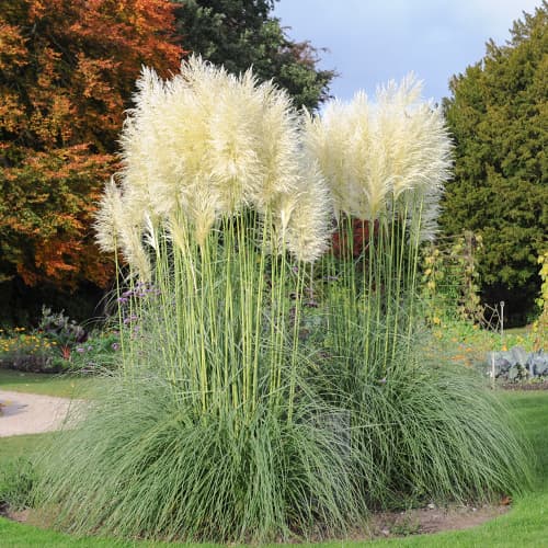 Trawa pampasowa White Feather, С2 interface.image 1 interface.art 4753