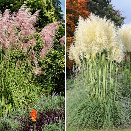 Zestaw traw pampasowych, 2 sadzonki interface.art zdjęcie 1 Zestaw traw pampasowych, 2 sadzonki interface.image 1 interface.art 5420