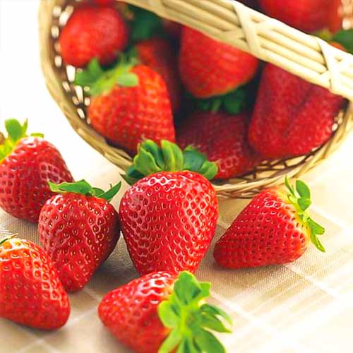 Truskawka Albion interface.art zdjęcie 1 Truskawka Albion interface.image 1 interface.art 5392