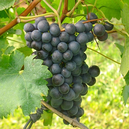 Winorośl Saint Laurent interface.image 1 interface.art 4902