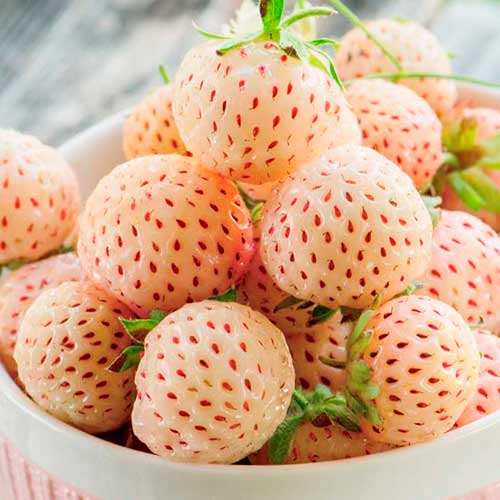 Truskawka Ananas interface.image 1 interface.art 5192