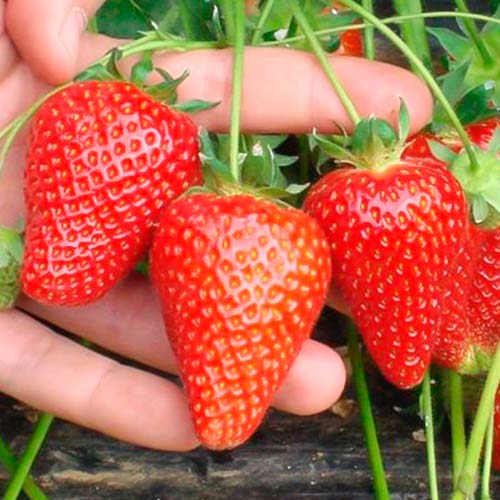 Truskawka Asia interface.image 1 interface.art 5394