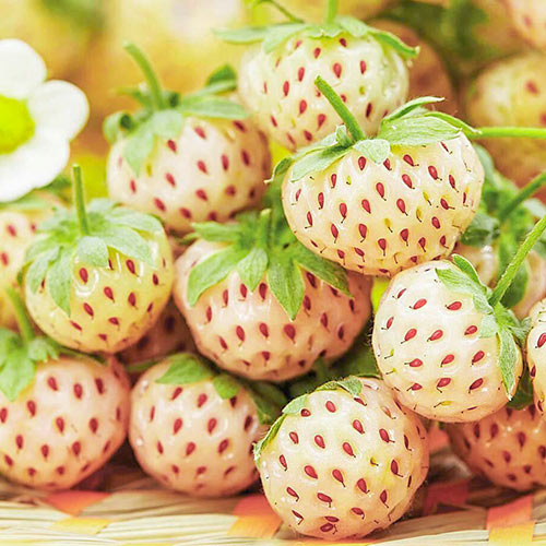 Truskawka biała Pineberry interface.art zdjęcie 1 Truskawka biała Pineberry interface.image 1 interface.art 9600