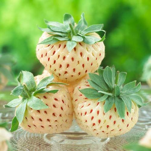 Truskawka biała Pineberry interface.art zdjęcie 2 Truskawka biała Pineberry interface.image 2 interface.art 9600