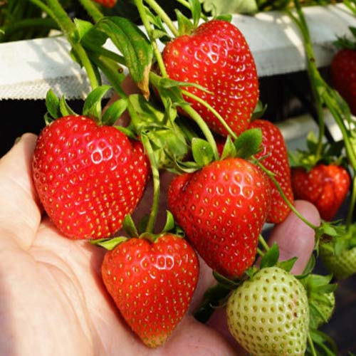 Truskawka Daroyal interface.image 1 interface.art 5396