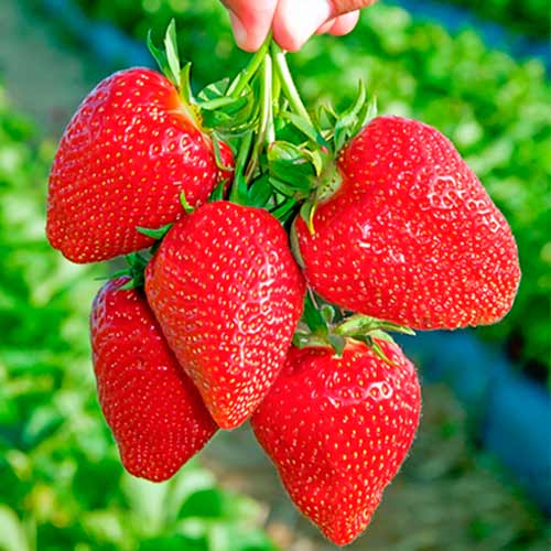 Truskawka Darselect interface.image 1 interface.art 5397