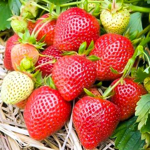 Truskawka Elianny interface.image 1 interface.art 5398