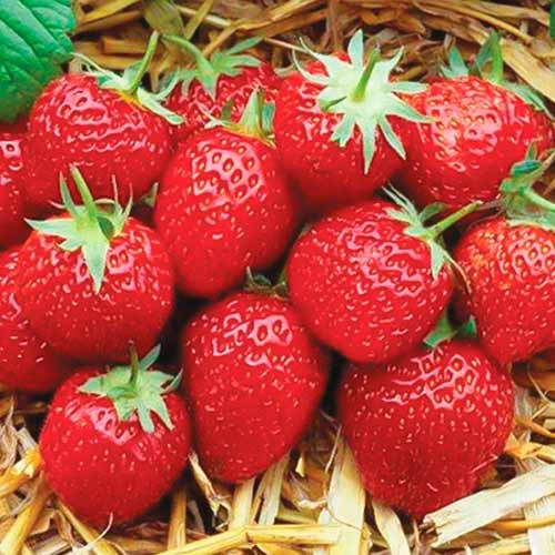 Truskawka Elsanta interface.image 1 interface.art 5399