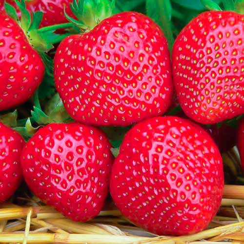 Truskawka Fenella interface.image 1 interface.art 5194