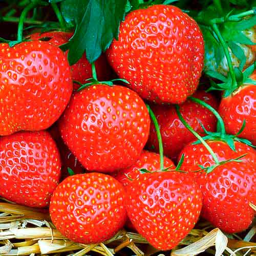 Truskawka Fernando interface.image 1 interface.art 5195