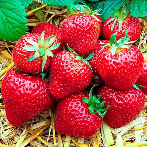 Truskawka Florence interface.image 1 interface.art 5400