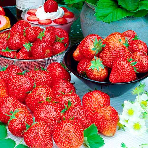 Truskawka Francesca interface.art zdjęcie 1 Truskawka Francesca interface.image 1 interface.art 5196