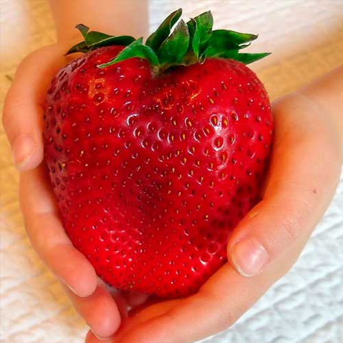 Truskawka Gigant interface.image 1 interface.art 5401