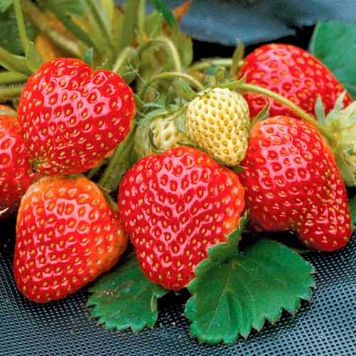 Truskawka Honeoye interface.image 1 interface.art 5402