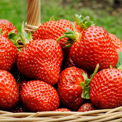 Truskawka Garda interface.image 1 interface.art 9834