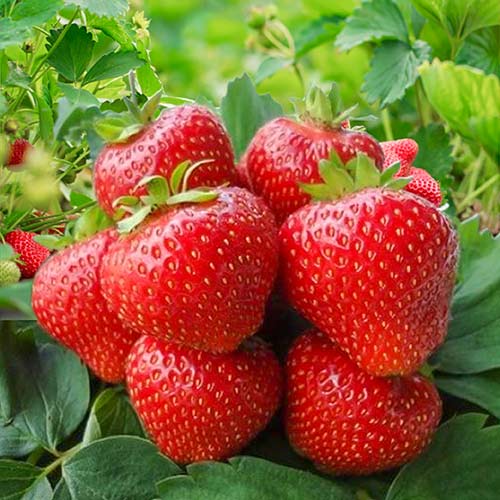 Truskawka Kimberly interface.art zdjęcie 1 Truskawka Kimberly interface.image 1 interface.art 9805