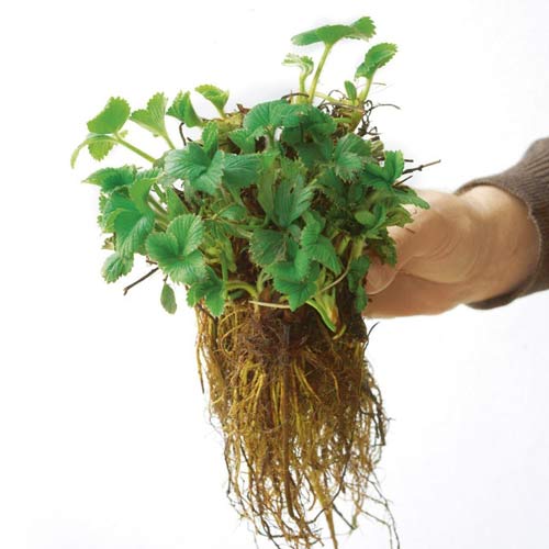 Truskawka Kimberly interface.art zdjęcie 3 Truskawka Kimberly interface.image 3 interface.art 9805