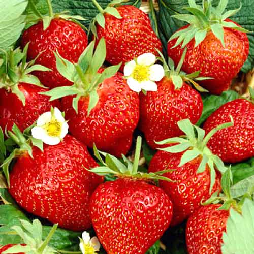 Truskawka Kimberly interface.image 1 interface.art 5403