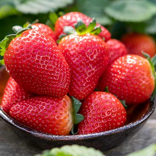 Truskawka Lauretta interface.image 1 interface.art 5198