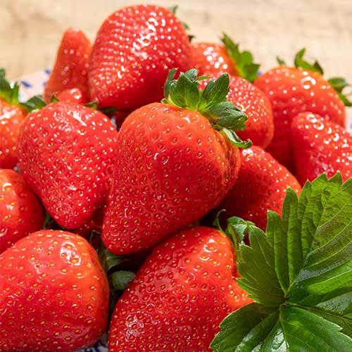 Truskawka Lola interface.image 1 interface.art 5199