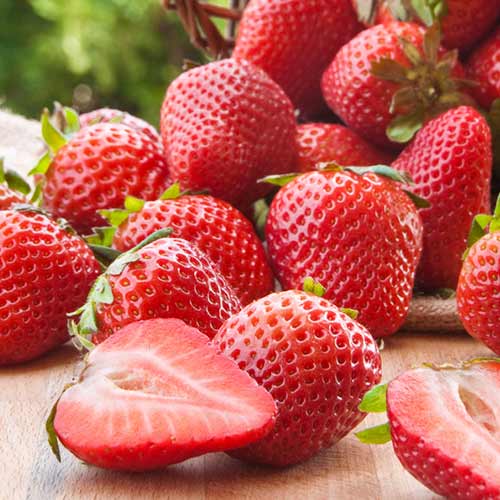 Truskawka Malling Centenary interface.image 1 interface.art 1584_1