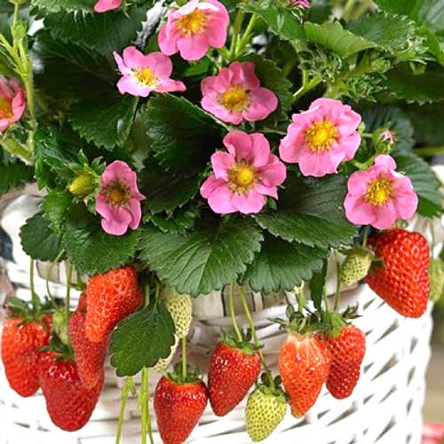 Truskawka Pink Panda interface.image 1 interface.art 8085