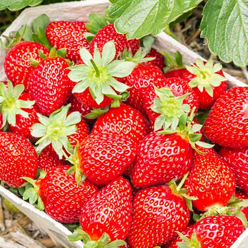 Truskawka Portola interface.image 1 interface.art 5410