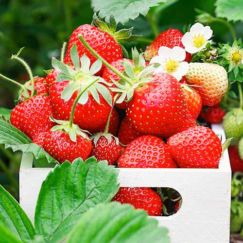 Truskawka Romina interface.image 1 interface.art 1585_1