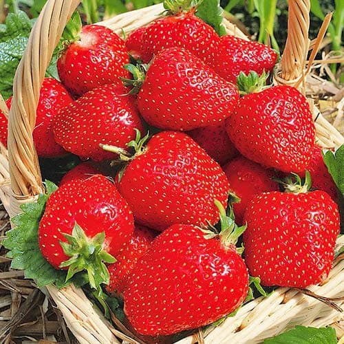 Truskawka Roxana interface.image 1 interface.art 1586_1