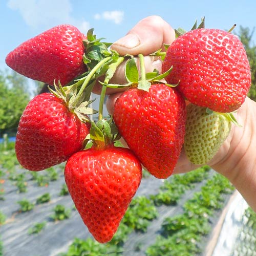 Truskawka San Andreas interface.image 1 interface.art 5411