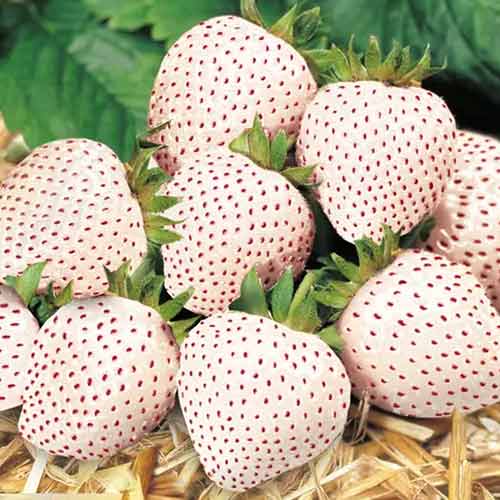 Truskawka Snow White interface.image 1 interface.art 5203